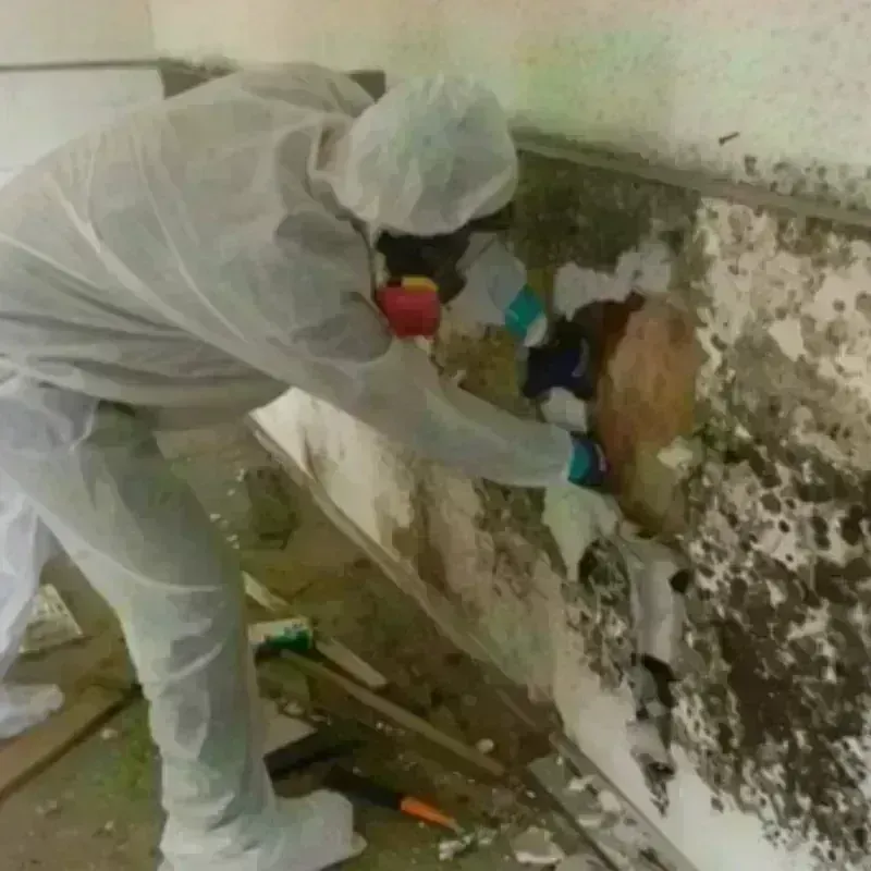 Mold Remediation and Removal in Barrington, NH